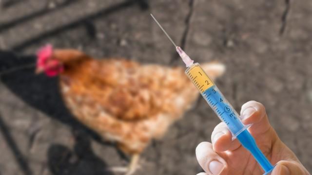 Птичият грип се завръща? Откриха изключително заразен щам